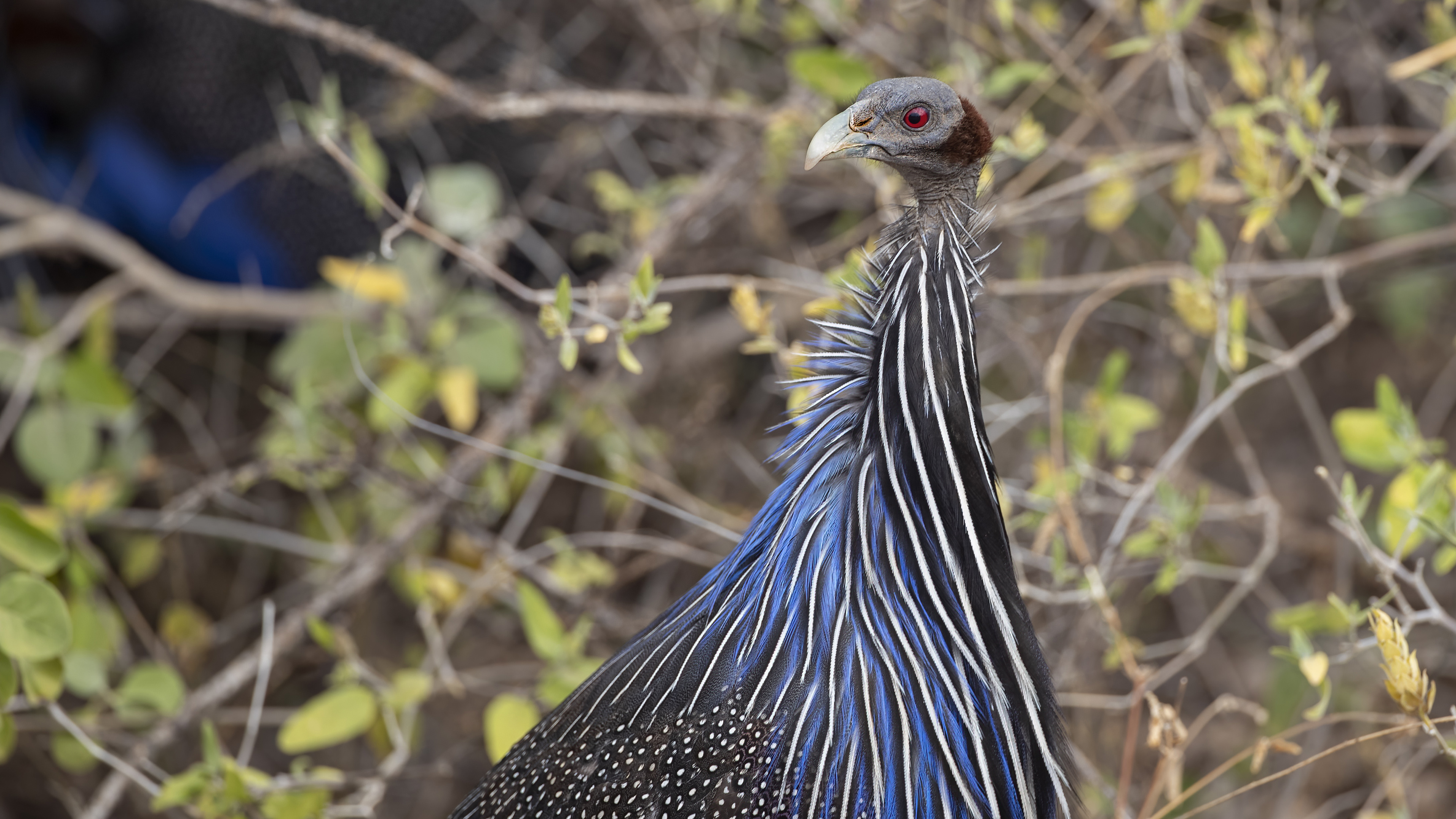 Vulturine Guineafowl — Ana fotoğraf